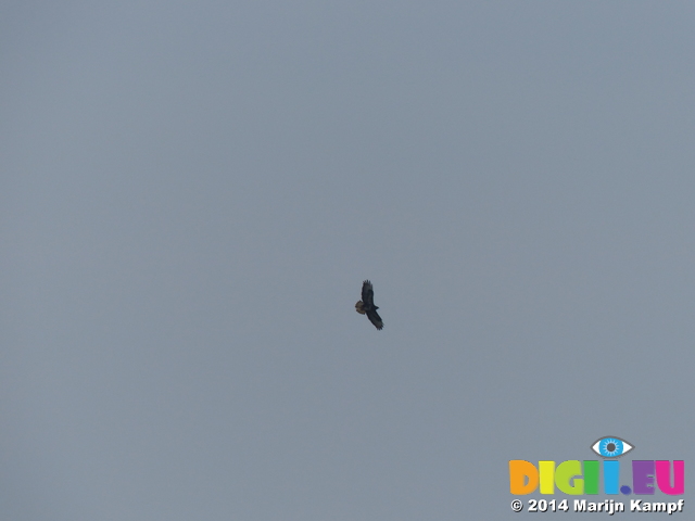 FZ004240 Buzzard